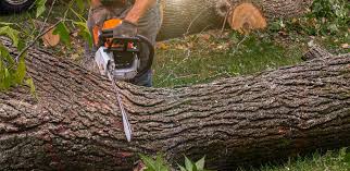 Best Emergency Tree Removal  in Cutchogue, NY