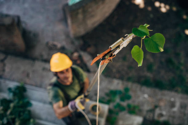 Best Arborist Consultation Services  in Cutchogue, NY
