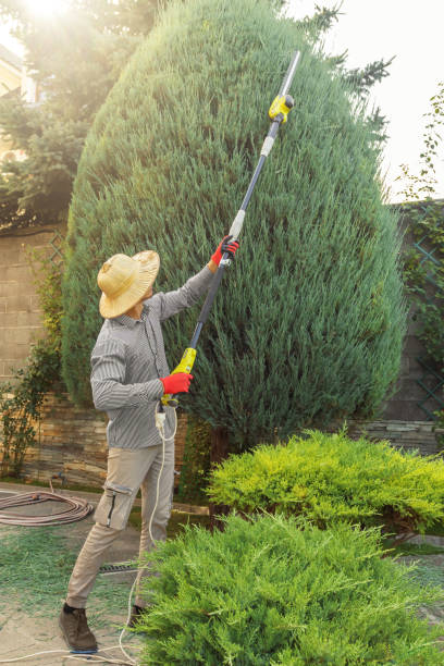 Best Tree Health Inspection  in Cutchogue, NY