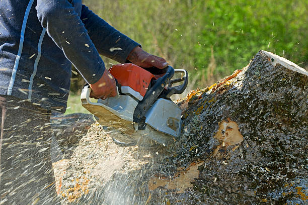  Cutchogue, NY Tree Removal Pros